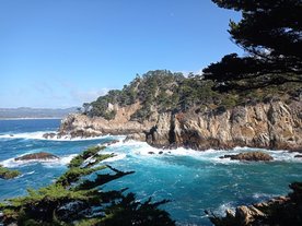 Point Lobos, un des deux habitats naturels des Cyprès de Monterey (ou Cyprès de Lambert) Cupressus macrocarpa