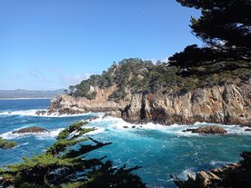 Point Lobos, un des deux habitats naturels des Cyprès de Monterey (ou Cyprès de Lambert) Cupressus macrocarpa Point Lobos, un des deux habitats naturels des Cyprès de Monterey (ou Cyprès de Lambert) Cupressus macrocarpa