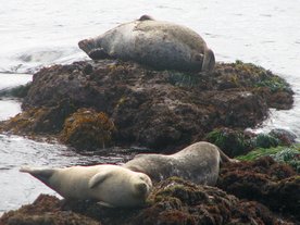 Phoques communs (Phoca vitulina) à Sunset Point (Péninsule de Monterey)