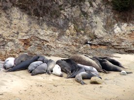 Éléphants de mer du Nord (Mirounga angustirostris) à Point Reyes