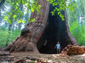 L'Arbre d'Agassiz, un Séquoia géant (Sequoiadendron giganteum) à Calaveras Big Trees State Park L'Arbre d'Agassiz, un Séquoia géant (Sequoiadendron giganteum) à Calaveras Big Trees State Park