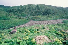 Colonie de Gorfous de Schlegel à Macquarie Island